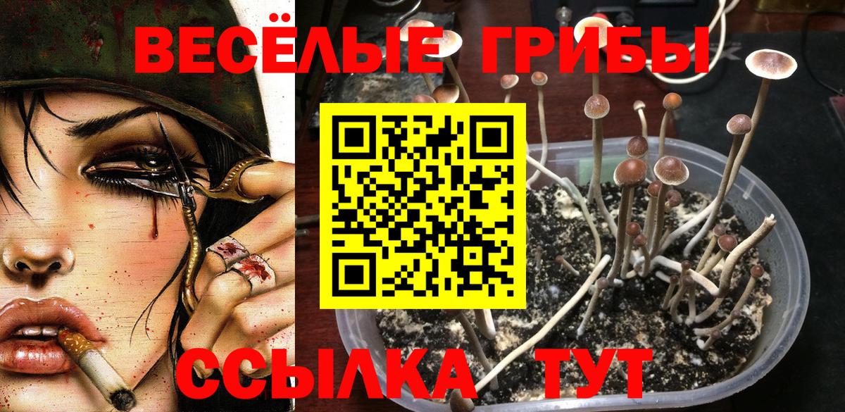 Галлюциногенные грибы Psilocybe Троицк